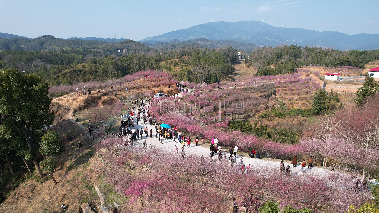 七江守拙园的梅花开了
