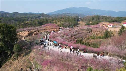 七江守拙园的梅花开了