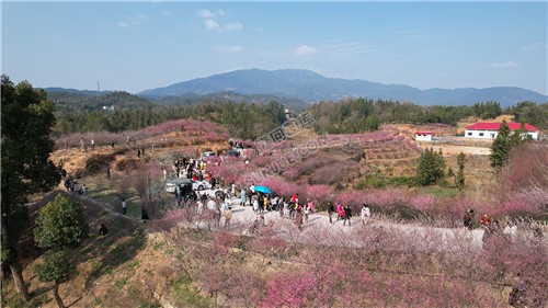 七江守拙园的梅花开了