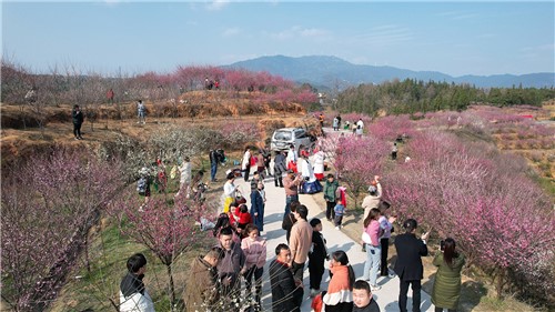 七江守拙园的梅花开了