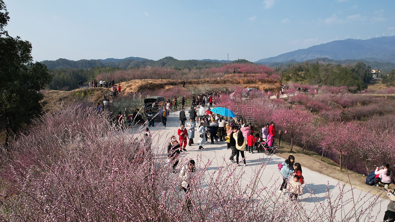 七江守拙园的梅花开了