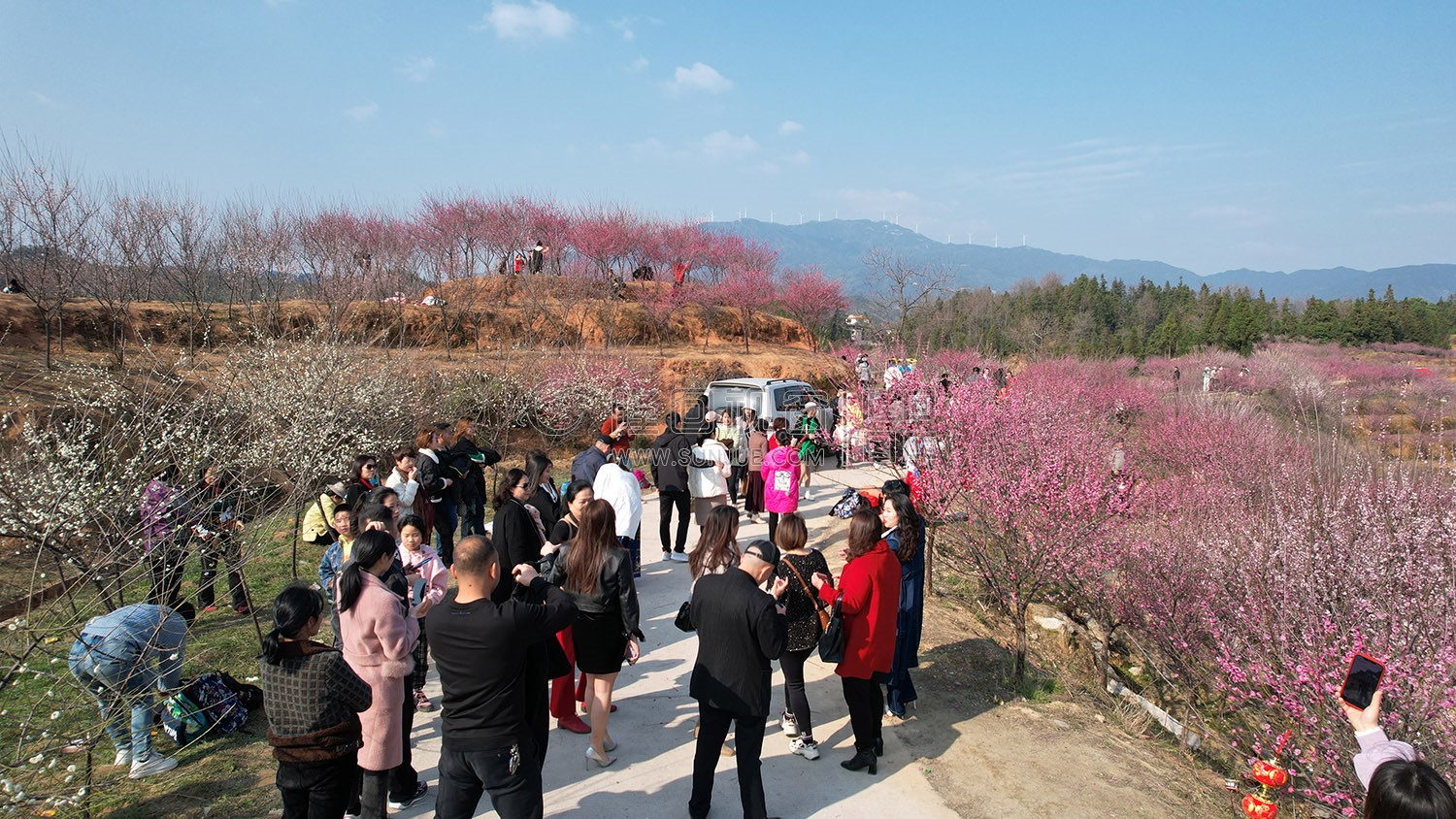 七江守拙园的梅花开了