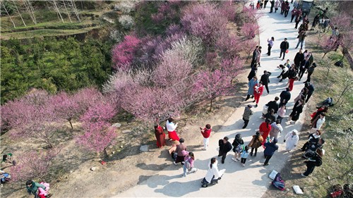 七江守拙园的梅花开了