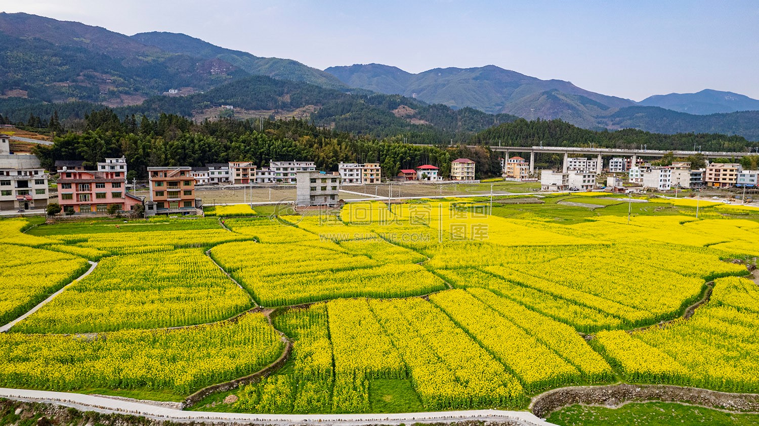 黄金井的油菜花开了