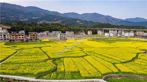 黄金井的油菜花开了