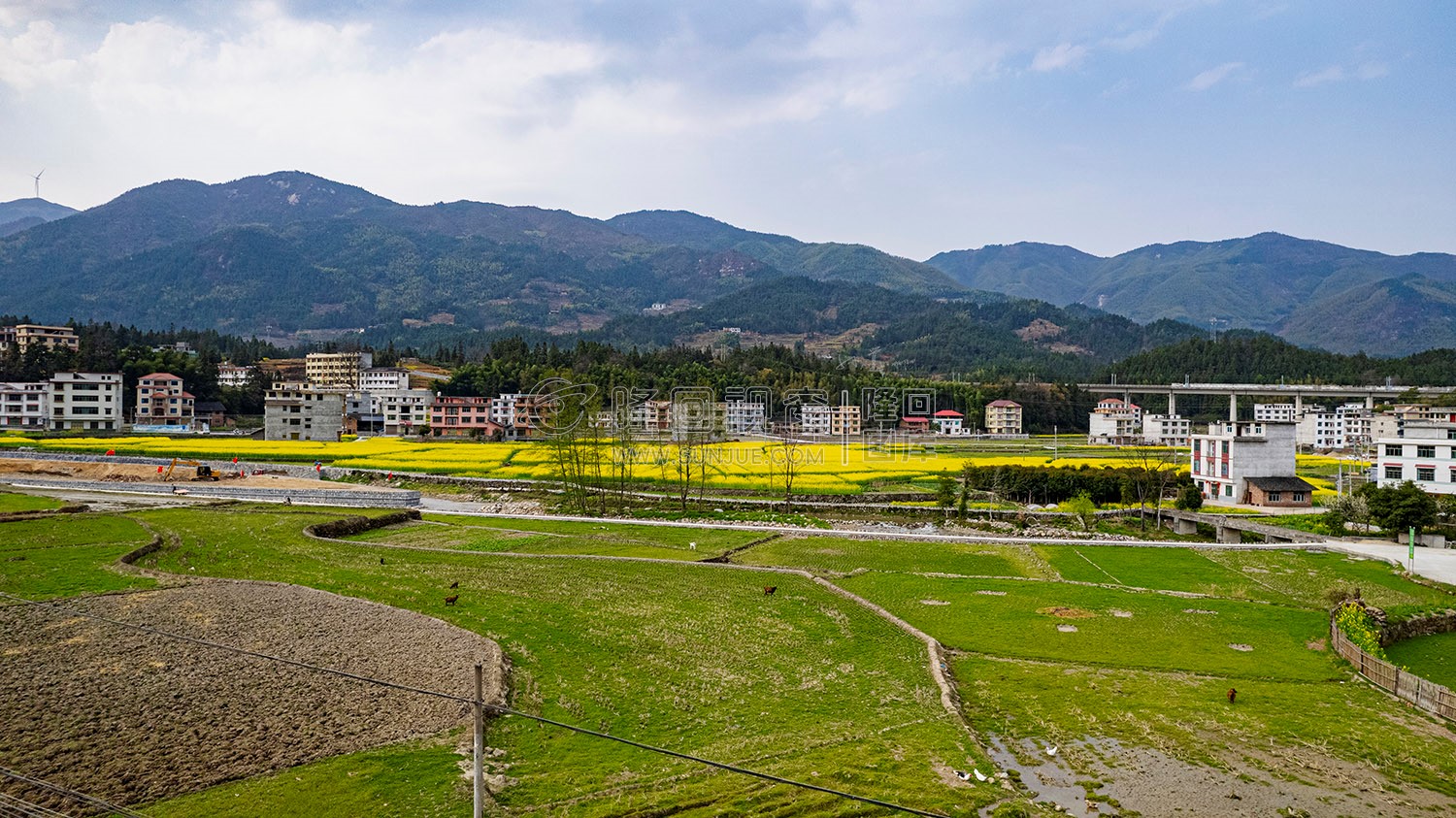 黄金井的油菜花开了