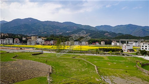 黄金井的油菜花开了