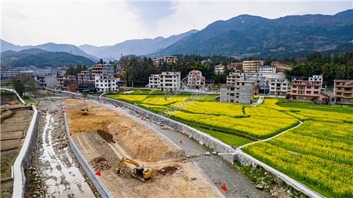 黄金井的油菜花开了