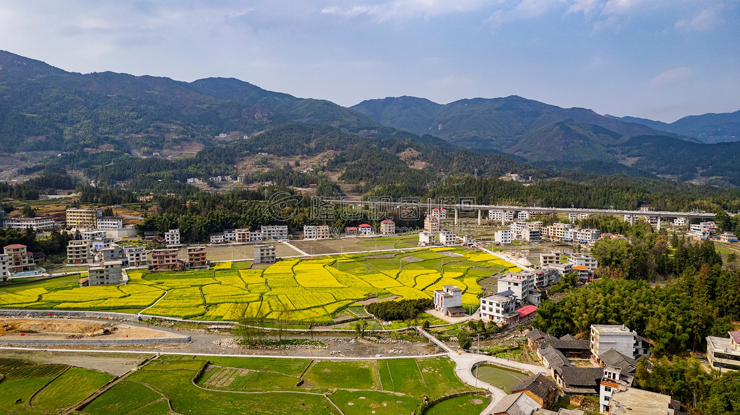 黄金井的油菜花开了