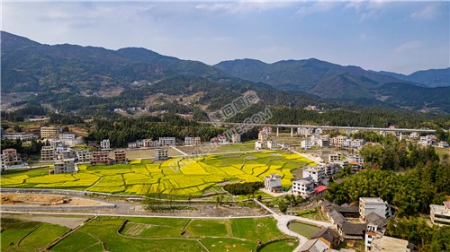 黄金井的油菜花开了