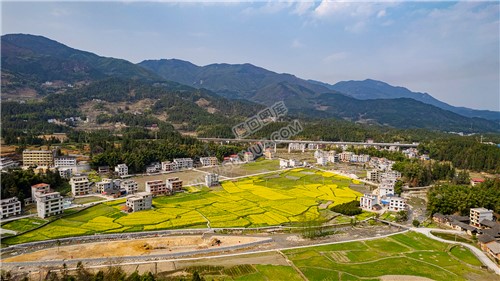 黄金井的油菜花开了