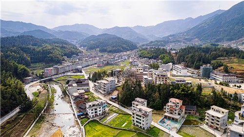 黄金井的油菜花开了