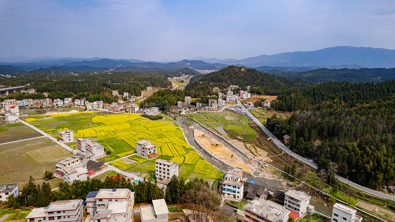 黄金井的油菜花开了