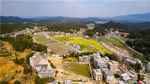 黄金井的油菜花开了