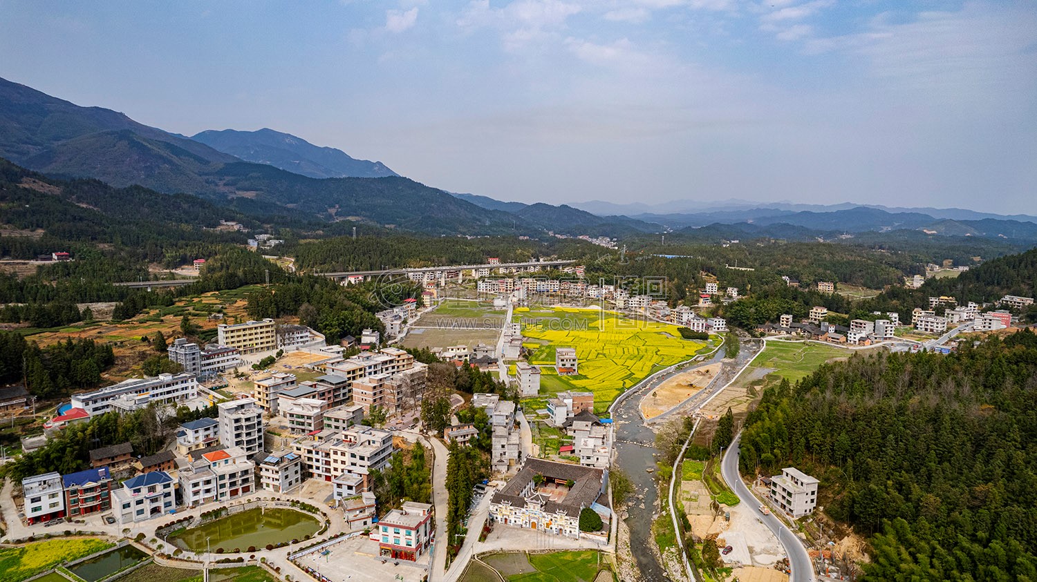 黄金井的油菜花开了