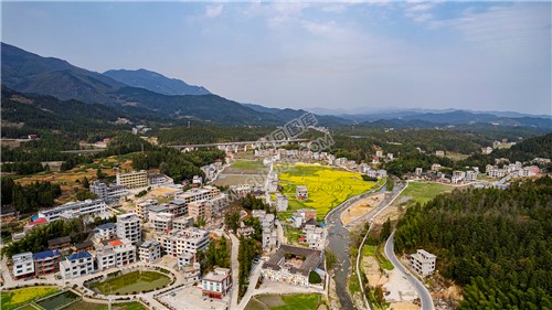 黄金井的油菜花开了