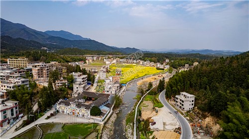 黄金井的油菜花开了