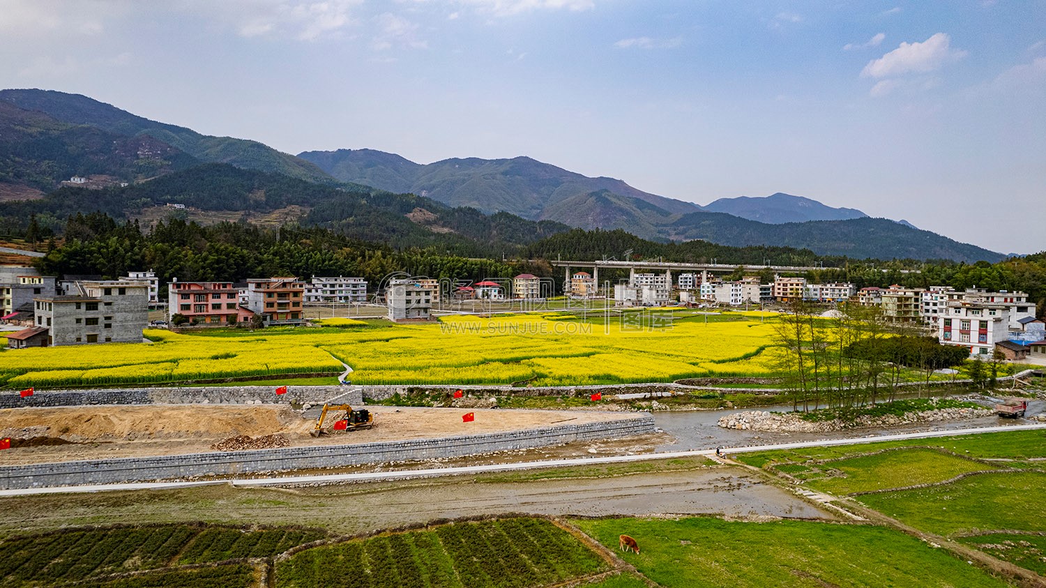 黄金井的油菜花开了