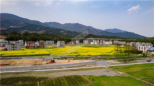黄金井的油菜花开了