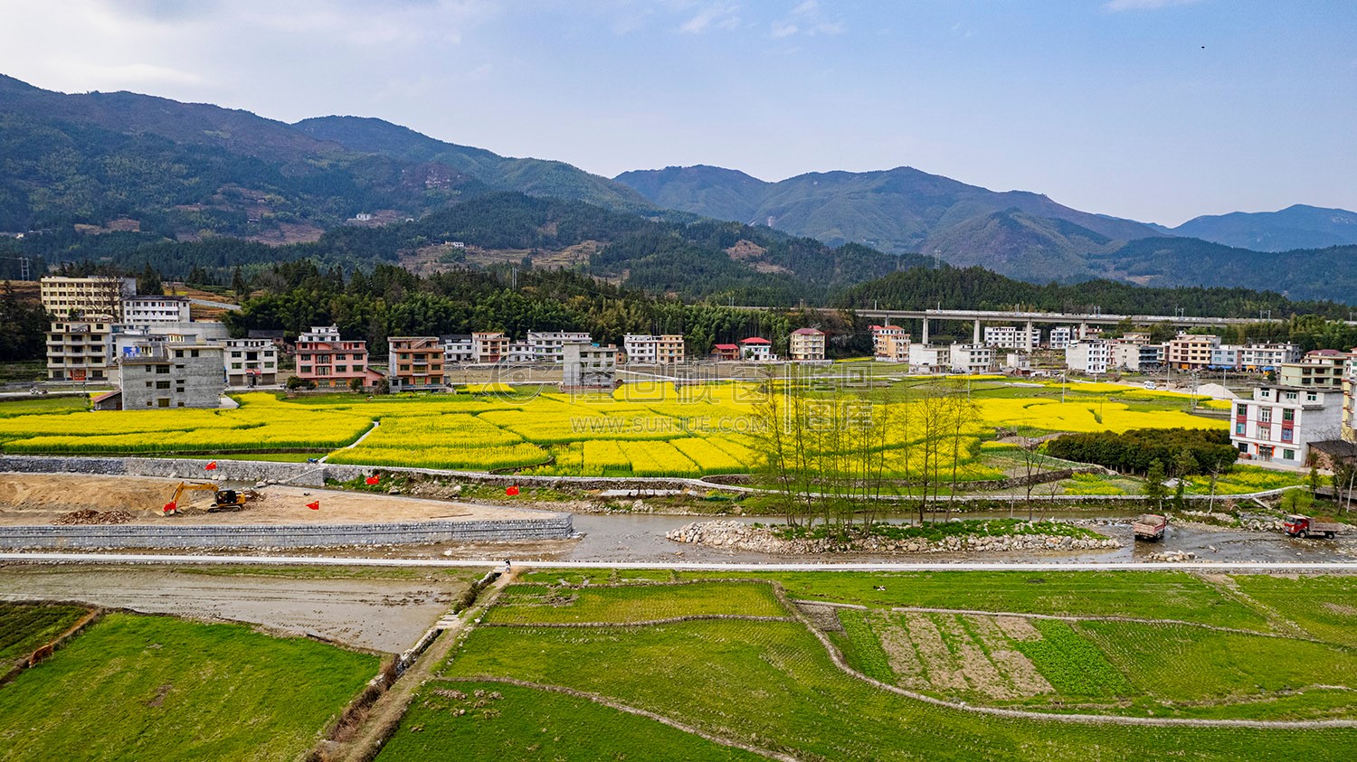 黄金井的油菜花开了