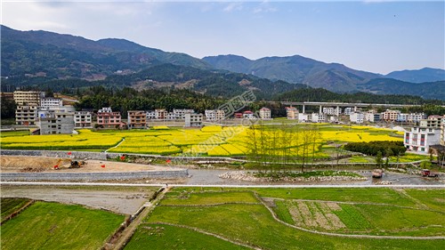 黄金井的油菜花开了