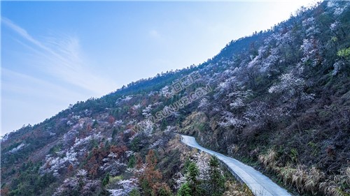 大东山樱花开了，漫山遍野的！
