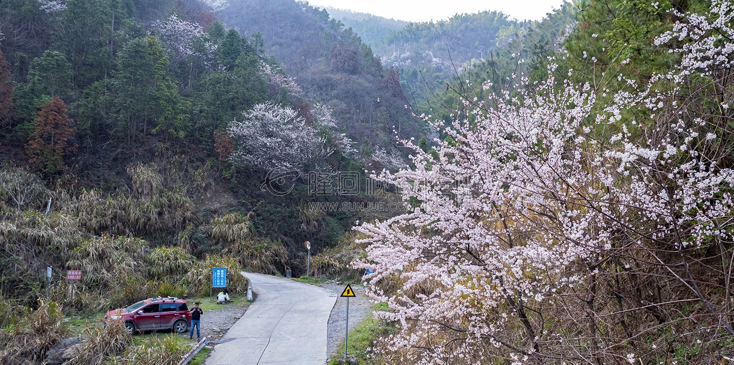 大东山樱花开了，漫山遍野的！