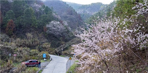 大东山樱花开了，漫山遍野的！