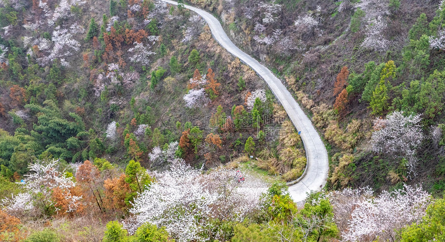 大东山樱花开了，漫山遍野的！