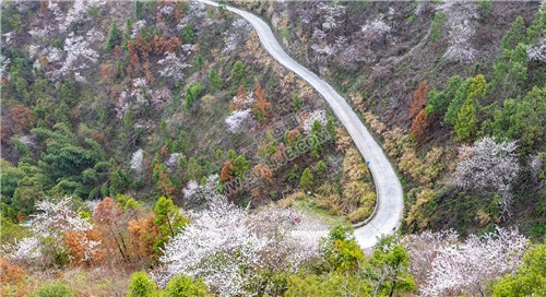 大东山樱花开了，漫山遍野的！