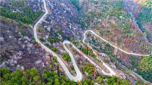 大东山樱花开了，漫山遍野的！