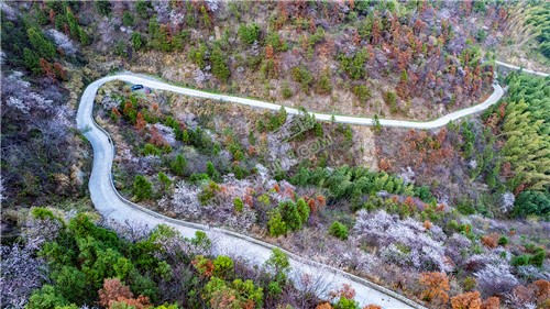 大东山樱花开了，漫山遍野的！