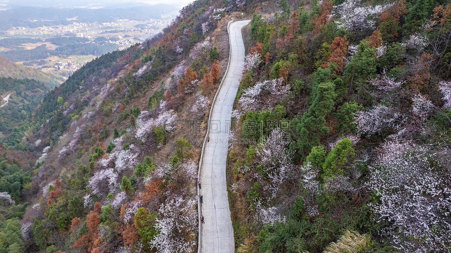 大东山樱花开了，漫山遍野的！
