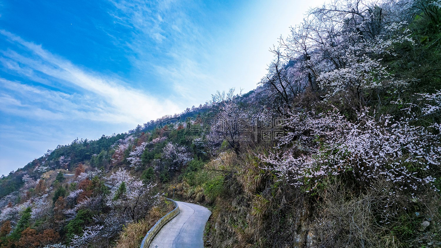 大东山樱花开了，漫山遍野的！
