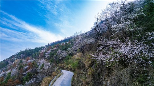 大东山樱花开了，漫山遍野的！