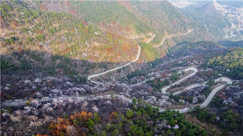 大东山樱花开了，漫山遍野的！