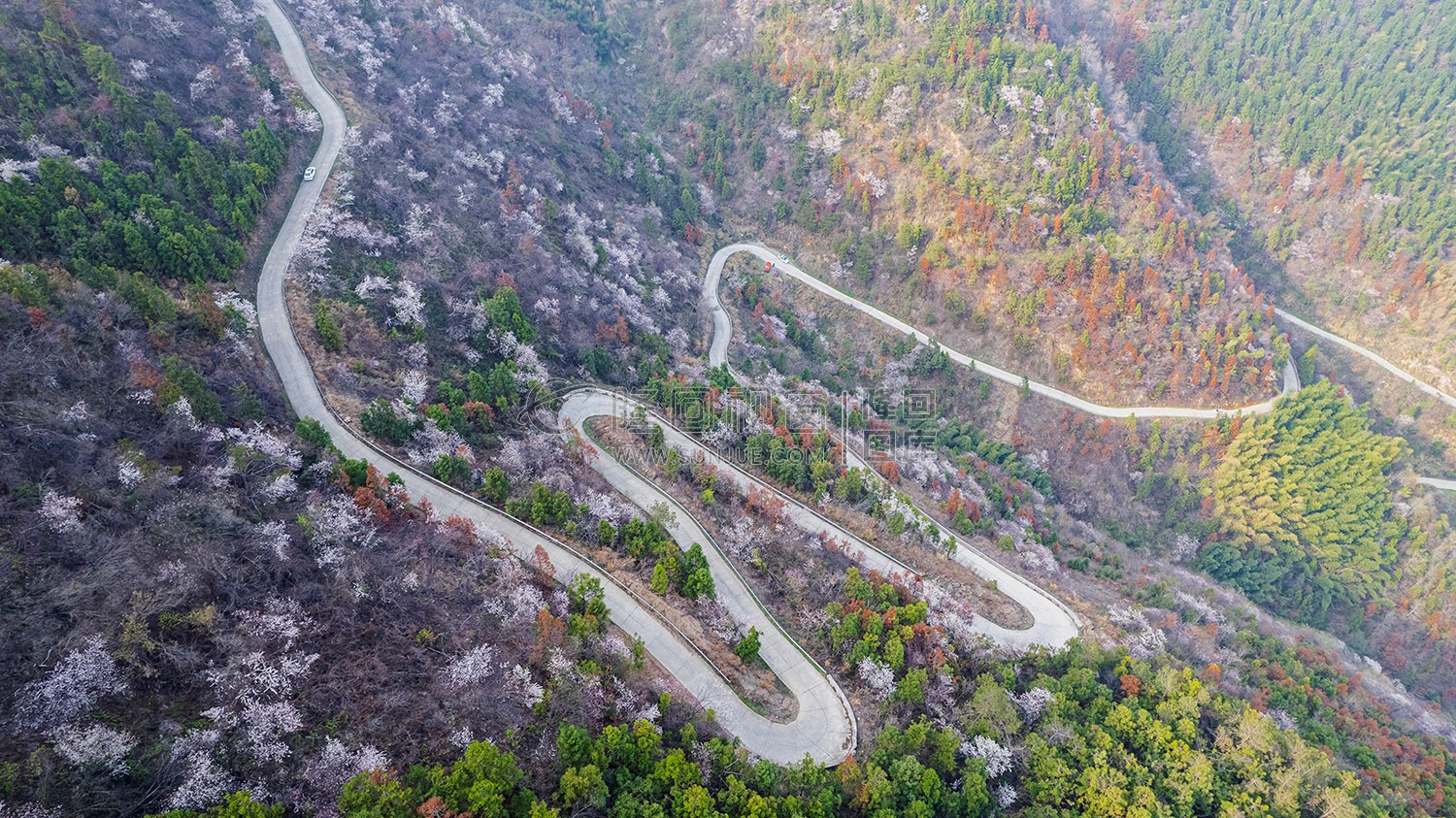 大东山樱花开了，漫山遍野的！
