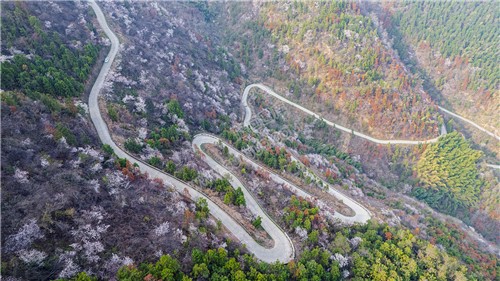 大东山樱花开了，漫山遍野的！