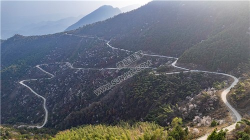 大东山樱花开了，漫山遍野的！