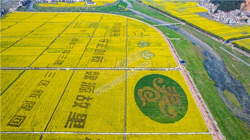 石山湾油菜花基地