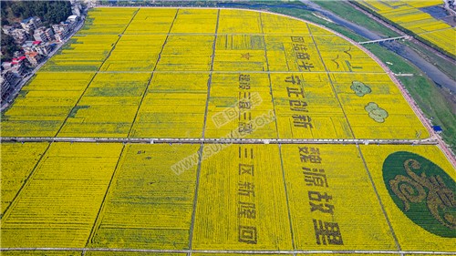 石山湾油菜花基地