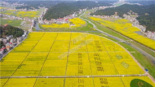 石山湾油菜花基地