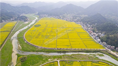 石山湾油菜花基地