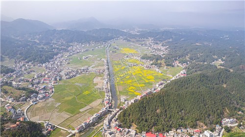石山湾油菜花基地