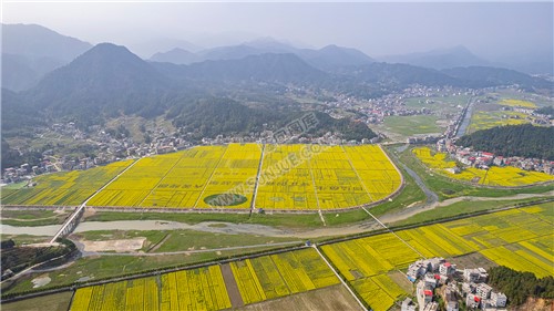 石山湾油菜花基地