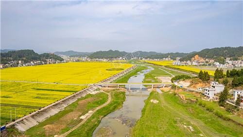 石山湾油菜花基地