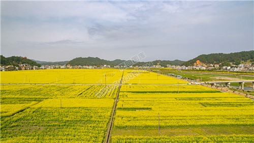 石山湾油菜花基地