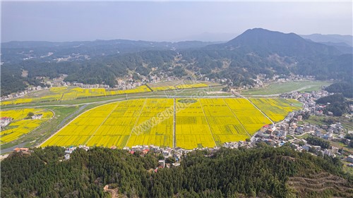 石山湾油菜花基地