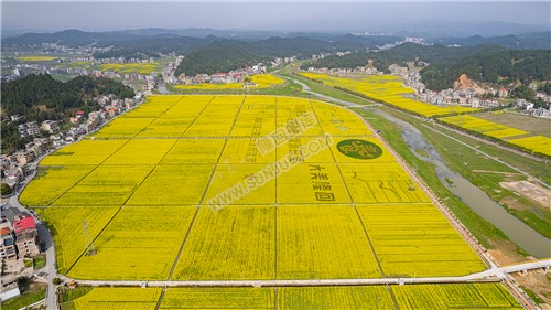 石山湾油菜花基地
