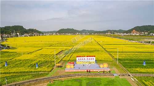 石山湾油菜花基地